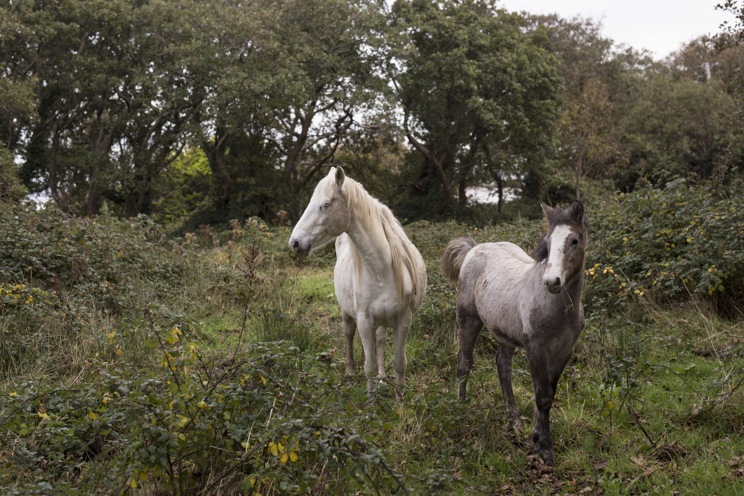 Why this approach works