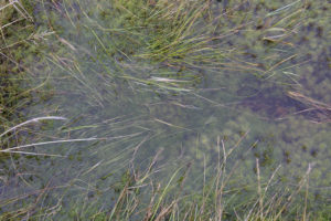 Stories for a Non-anthropocentric World